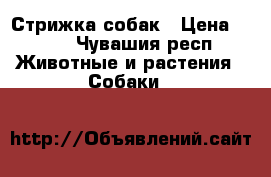 Стрижка собак › Цена ­ 500 - Чувашия респ. Животные и растения » Собаки   